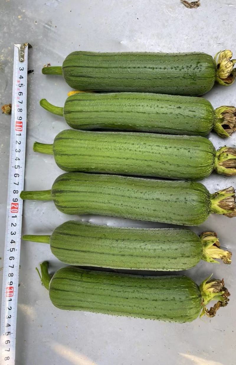 丝瓜种子翠香新研发升级品种早熟节节有瓜中长棒顺直翠绿