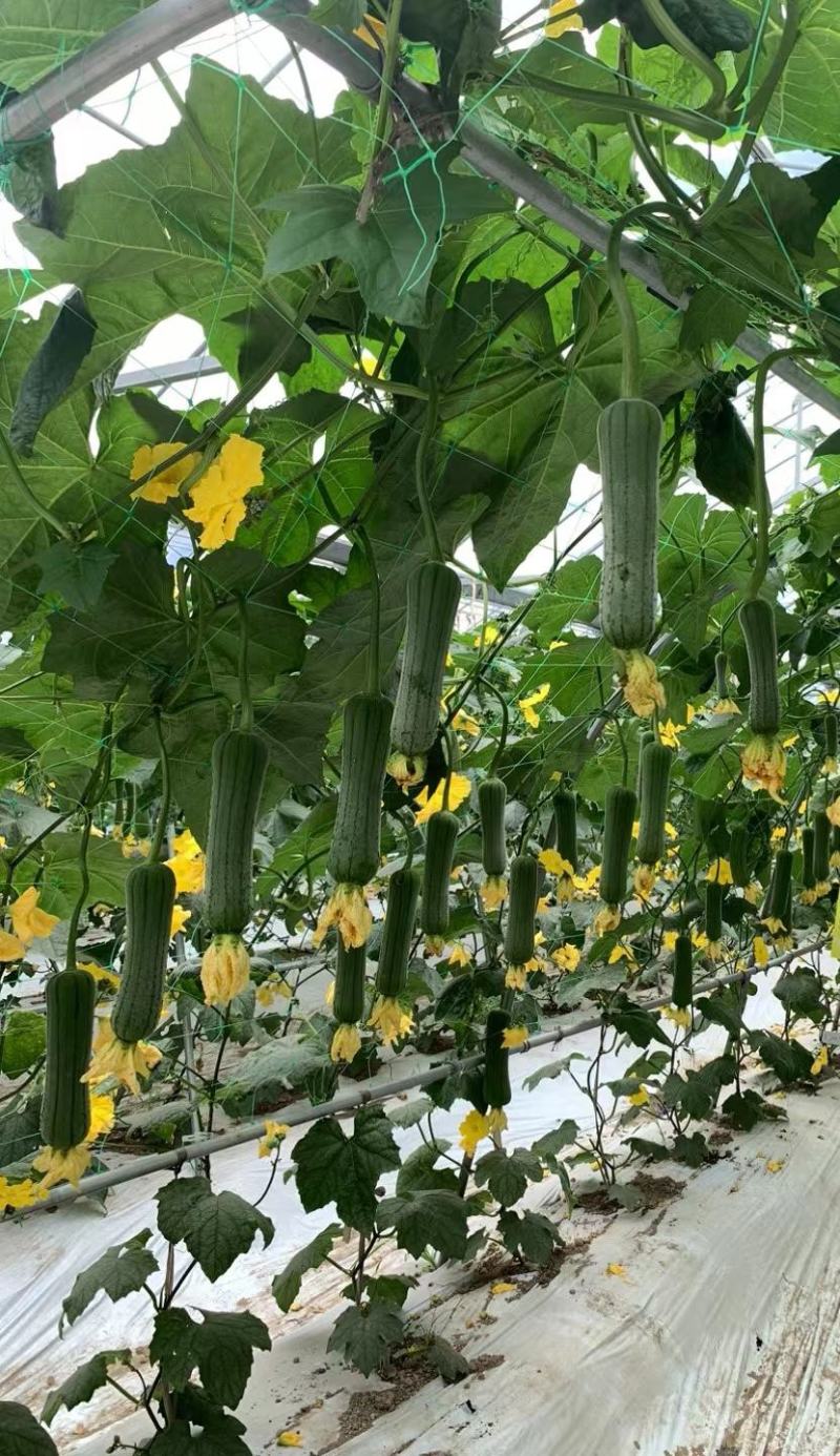 丝瓜种子翠香新研发升级品种早熟节节有瓜中长棒顺直翠绿