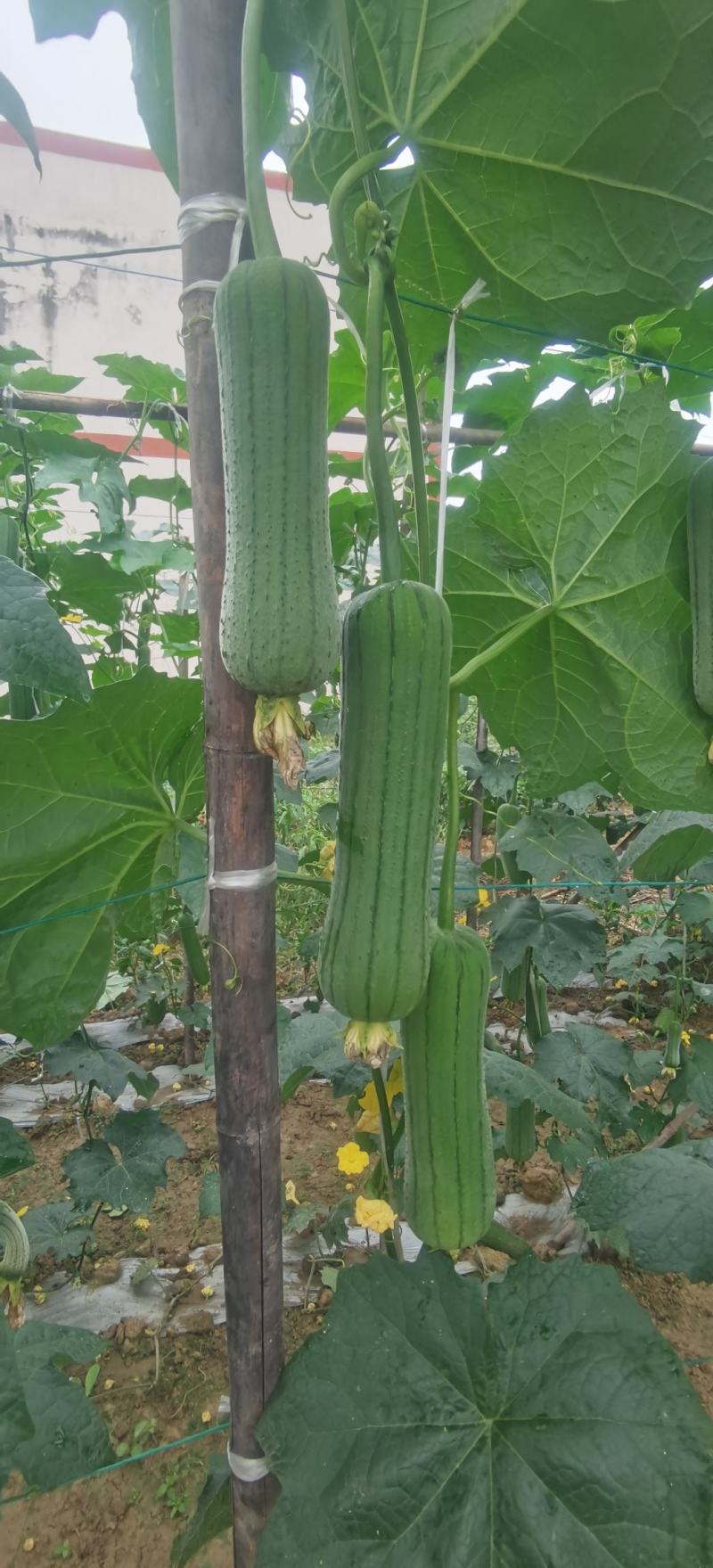 丝瓜种子翠香新研发升级品种早熟节节有瓜中长棒顺直翠绿