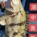 冬捕大胖头，出水打包邮寄，保证新鲜，味道鲜美，营养丰富！