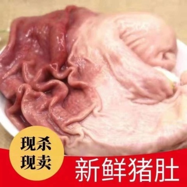 包邮(新店促销)新鲜大猪肚黑猪肚猪杂猪胃生猪肚