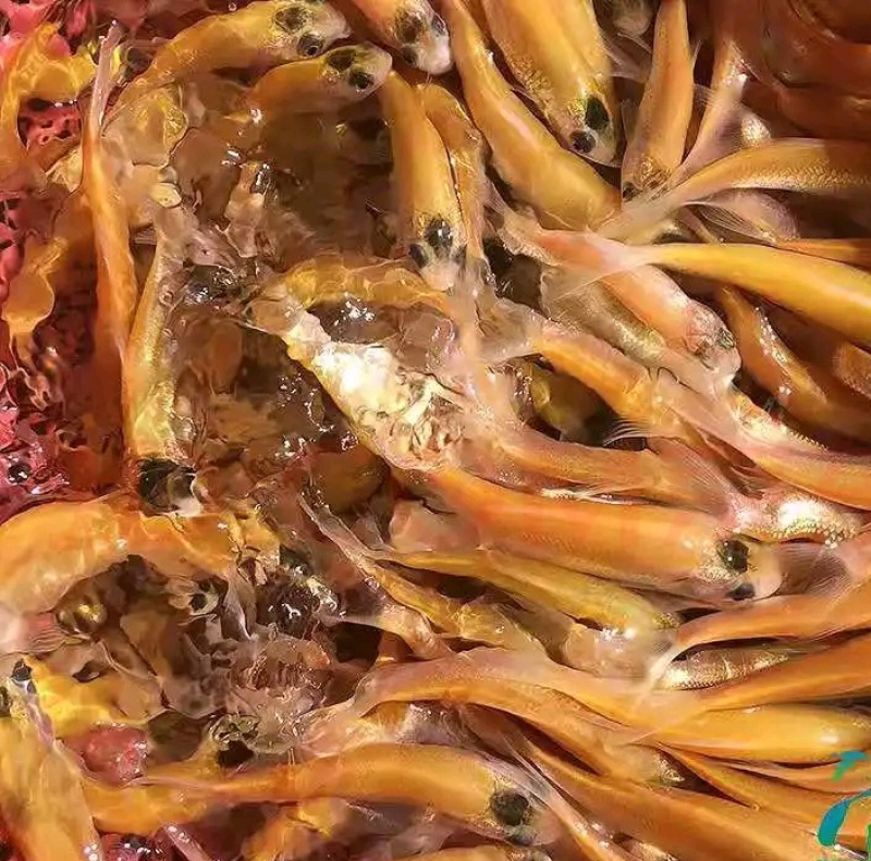 精选优质金丝草鱼苗广州批发养殖场直供百万现货