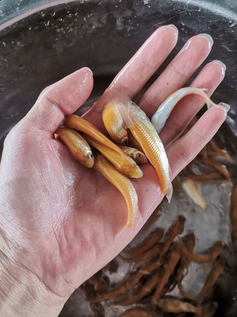 精选优质金丝草鱼苗广州批发养殖场直供百万现货