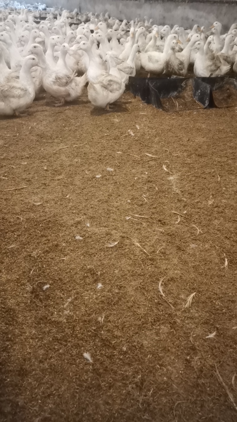 稻壳粪种鸭稻壳粪
