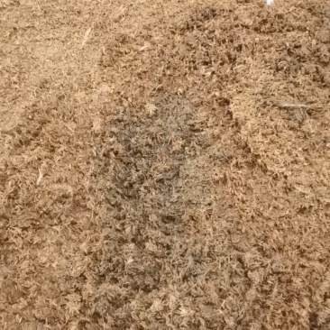 稻壳粪种鸭稻壳粪
