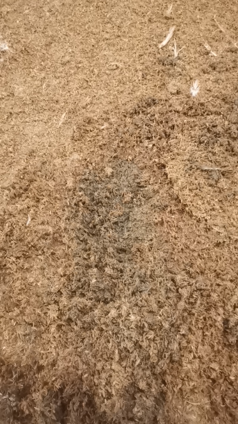 稻壳粪种鸭稻壳粪