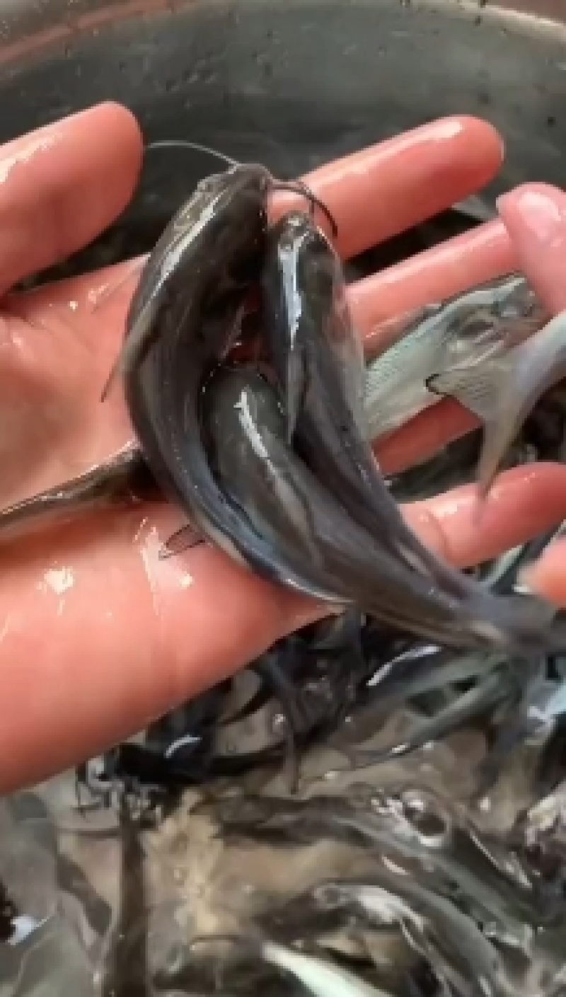 优选叉尾鮰鱼苗淡水养殖存活率高适应能力强