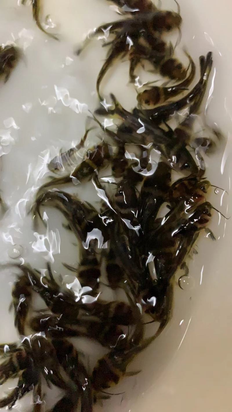 优选黄骨鱼苗产地直销直供全国可售欢迎订购
