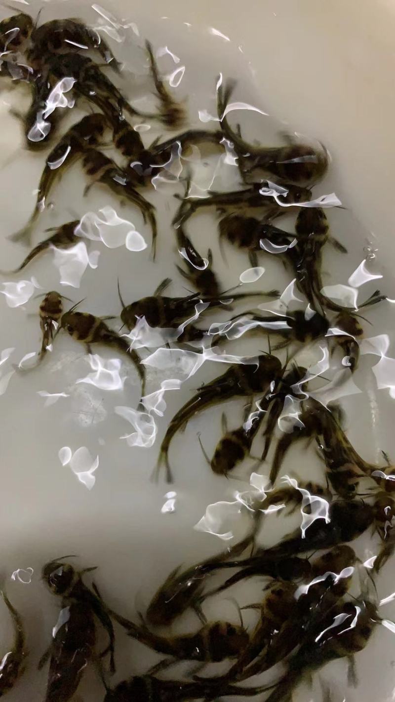 优选黄骨鱼苗产地直销直供全国可售欢迎订购