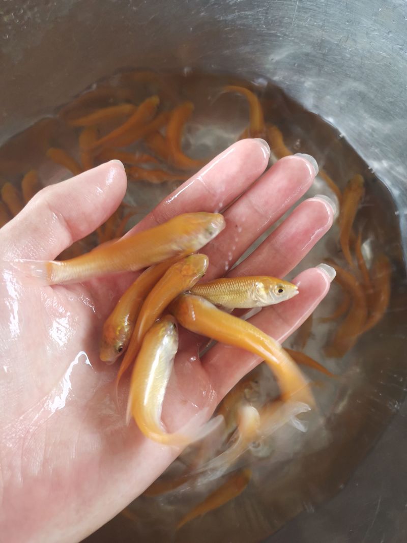 优选优质金丝草鱼苗淡水养殖广州批发产地直销百万现货