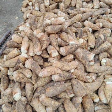 宜宾冬笋，5两起步，有需要的下单，出肉率高
