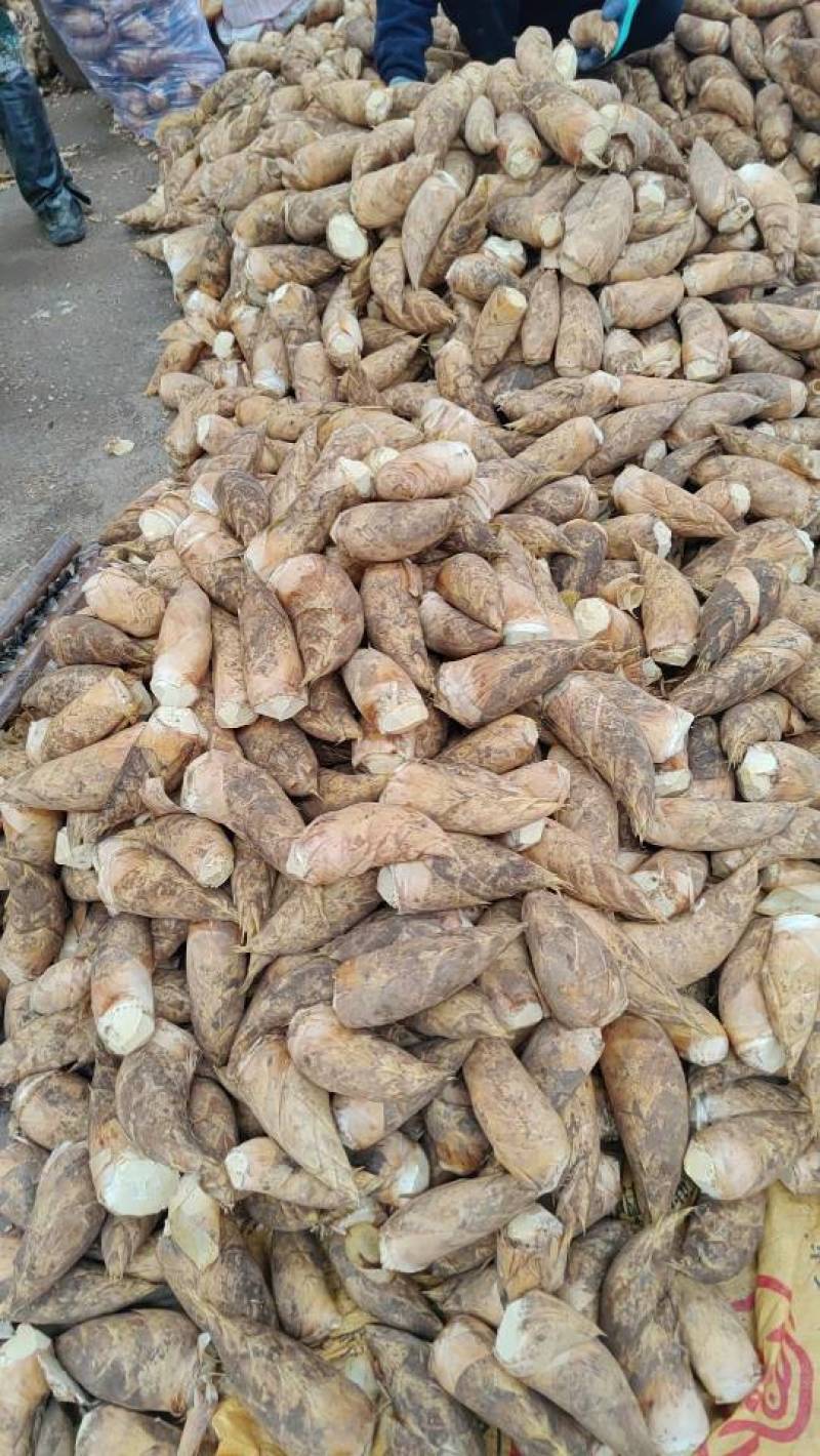 宜宾冬笋，5两起步，有需要的下单，出肉率高