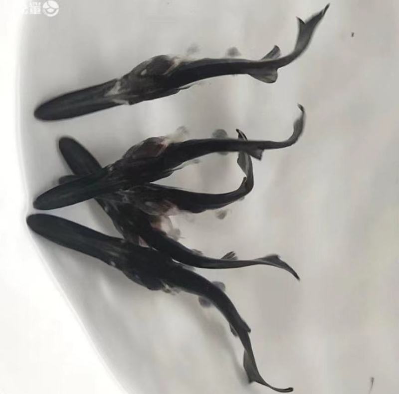优选鸭嘴鱼苗产地直销直供技术指导驯化鱼苗