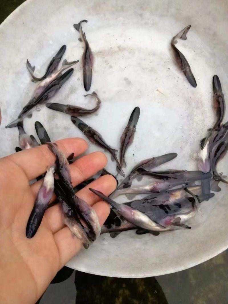 优选鸭嘴鱼苗产地直销直供技术指导驯化鱼苗