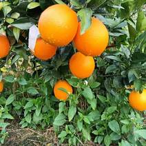 脐橙大量上市中货源充足价格美丽欢迎来电咨询