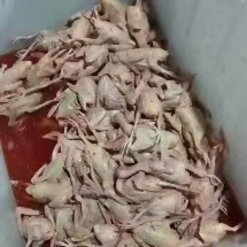 【牛商推荐】乳鸽肉生鲜预包装冻品乳鸽可对接商超全国可发货