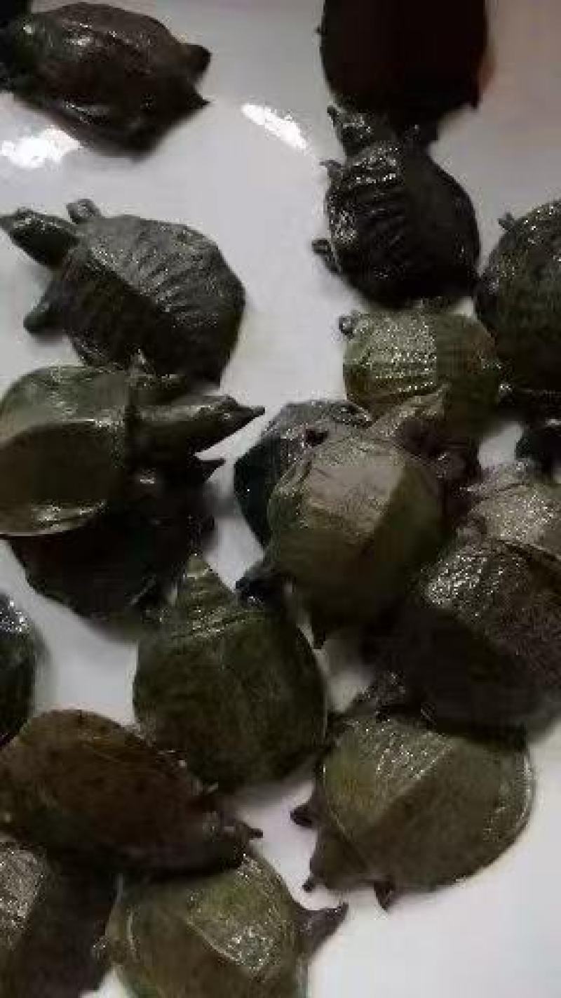 优选甲鱼苗产地直销直供技术指导全国可售