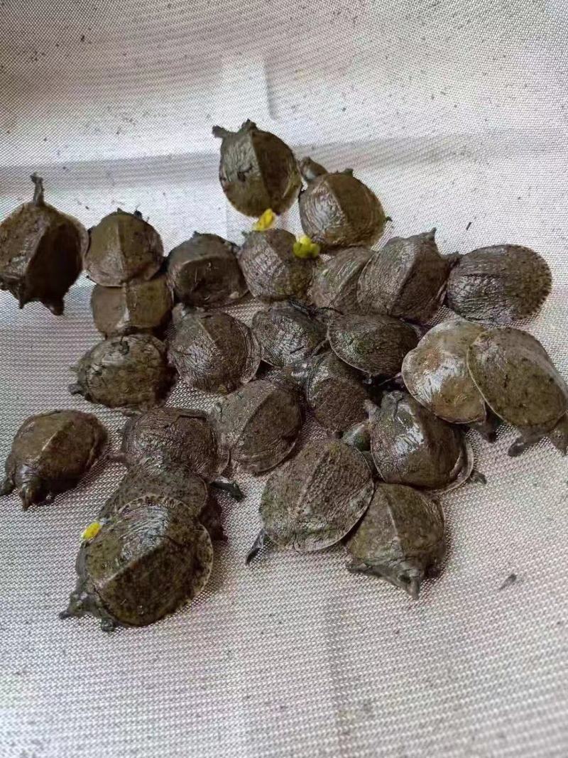 优选甲鱼苗产地直销直供技术指导全国可售