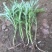 柳蒿种苗多年生柳蒿菜种籽柳白蒿易种植多次采收基地
