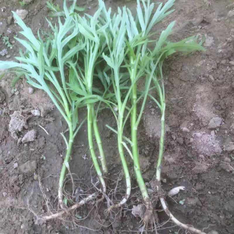 柳蒿种苗多年生柳蒿菜种籽柳白蒿易种植多次采收基地