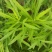 柳蒿种苗多年生柳蒿菜种籽柳白蒿易种植多次采收基地