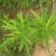 柳蒿种苗多年生柳蒿菜种籽柳白蒿易种植多次采收基地