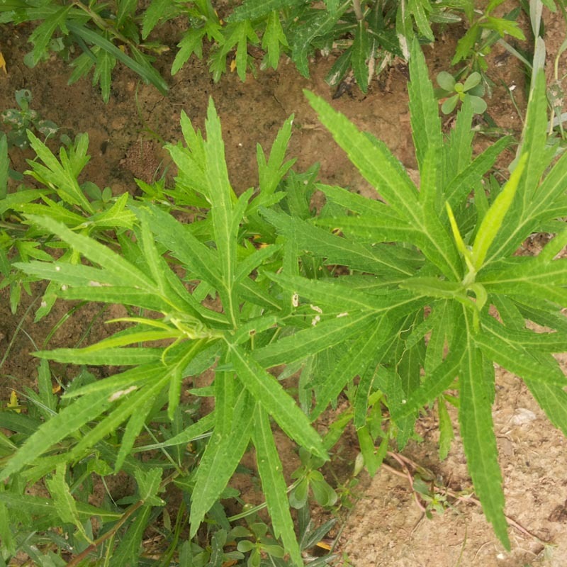 柳蒿种苗多年生柳蒿菜种籽柳白蒿易种植多次采收基地