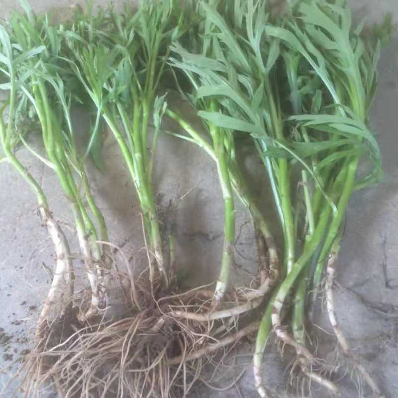 柳蒿种苗多年生柳蒿菜种籽柳白蒿易种植多次采收基地