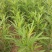 柳蒿种苗多年生柳蒿菜种籽柳白蒿易种植多次采收基地