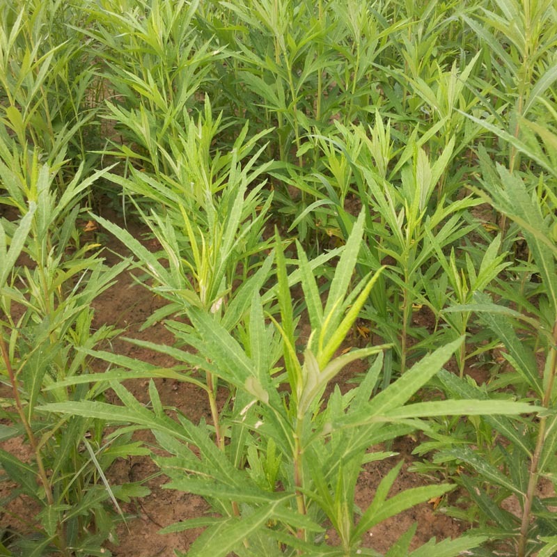 柳蒿种苗多年生柳蒿菜种籽柳白蒿易种植多次采收基地