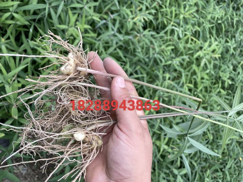 1云南，纯正红花滇黄精种苗，人工育苗，好管理，易成活