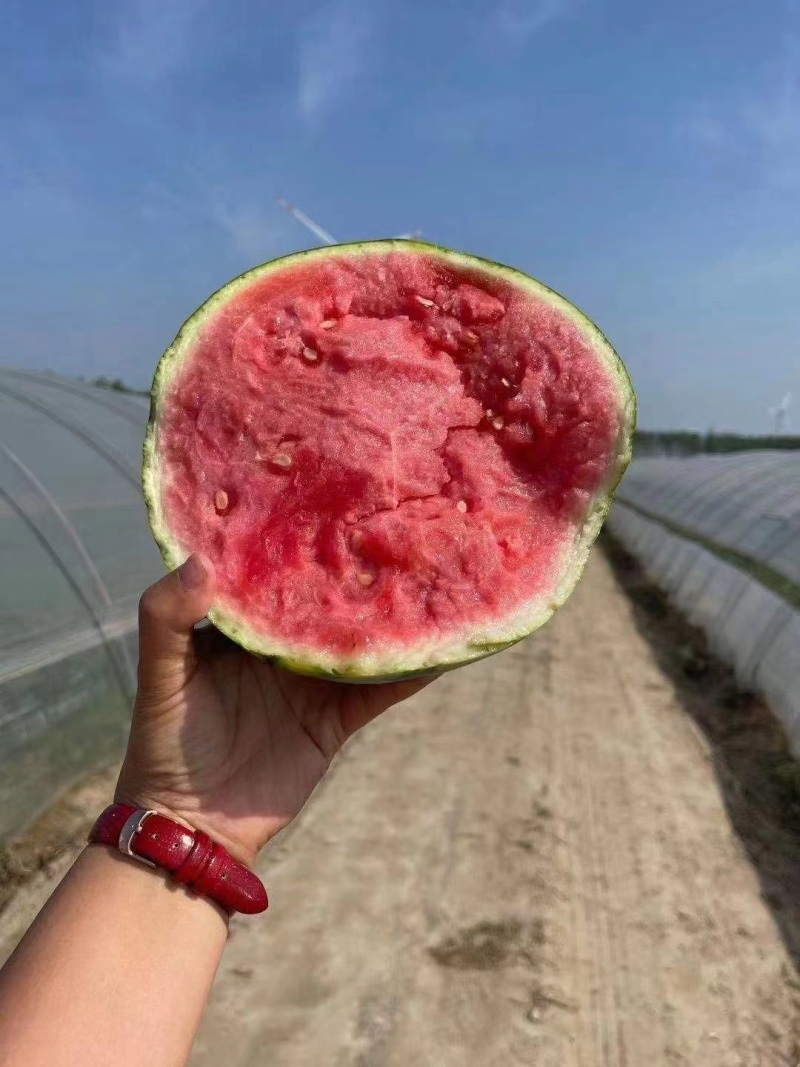 麒麟西瓜苗嫁接西瓜苗直播西瓜苗现货苗厂直发