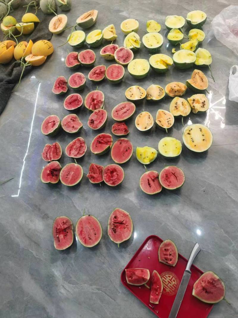 L600西瓜苗嫁接西瓜苗直播西瓜苗现货苗厂直发