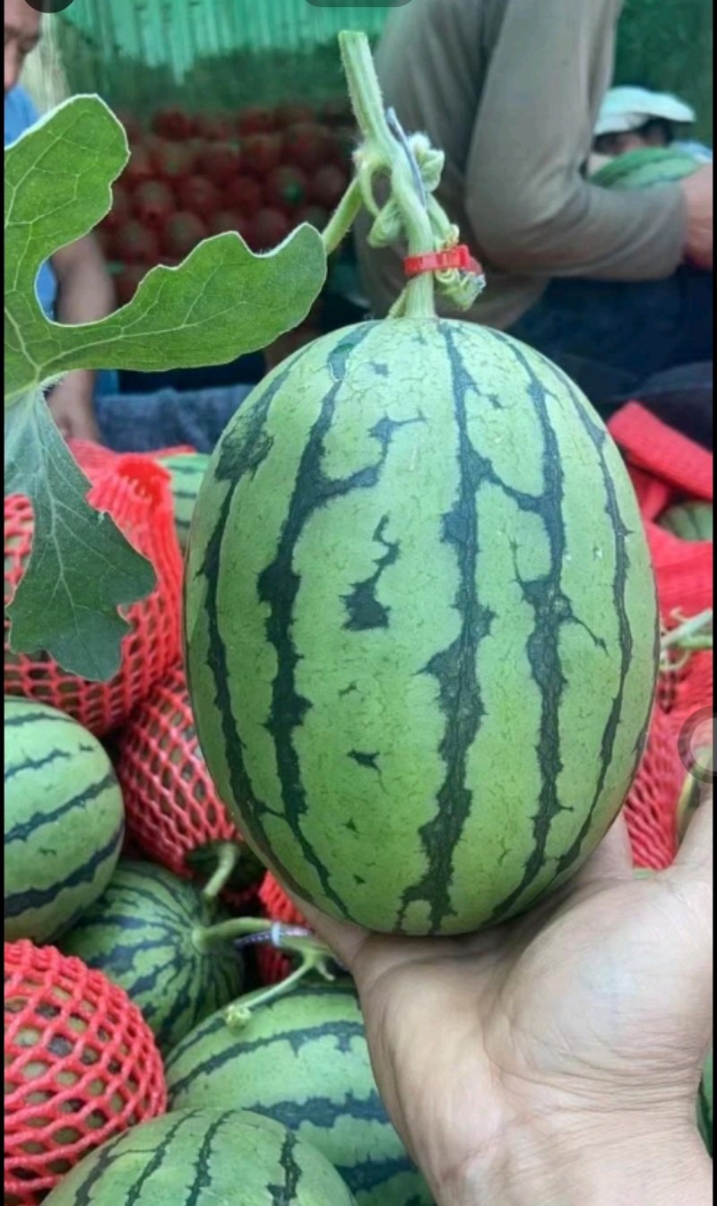 L600西瓜苗嫁接西瓜苗直播西瓜苗现货苗厂直发