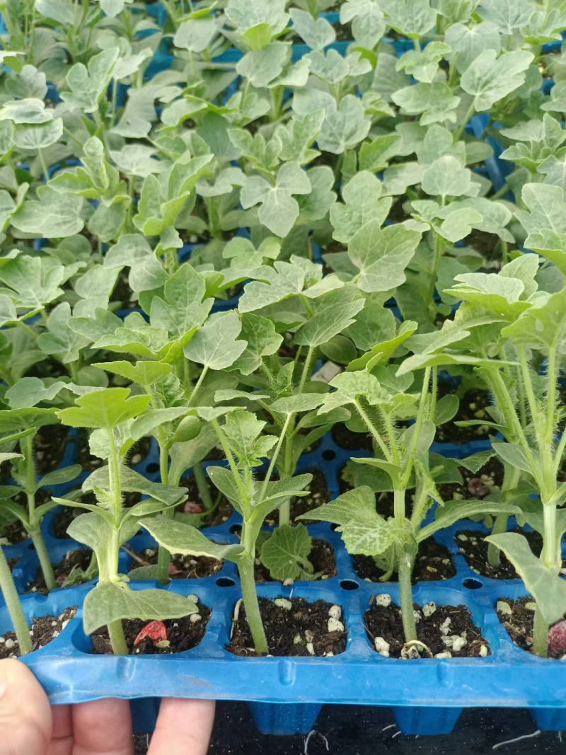 L600西瓜苗嫁接西瓜苗直播西瓜苗现货苗厂直发
