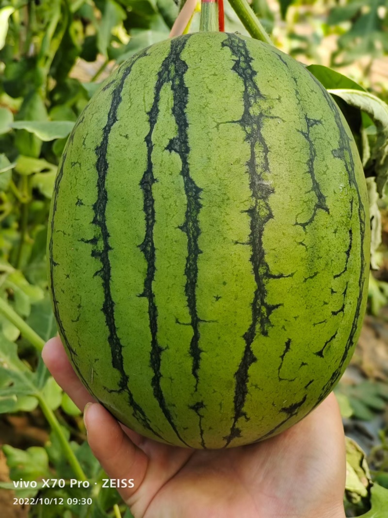 L600西瓜苗嫁接西瓜苗直播西瓜苗现货苗厂直发