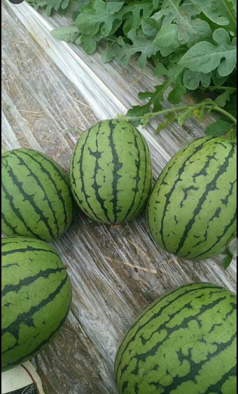 L600西瓜苗嫁接西瓜苗直播西瓜苗现货苗厂直发