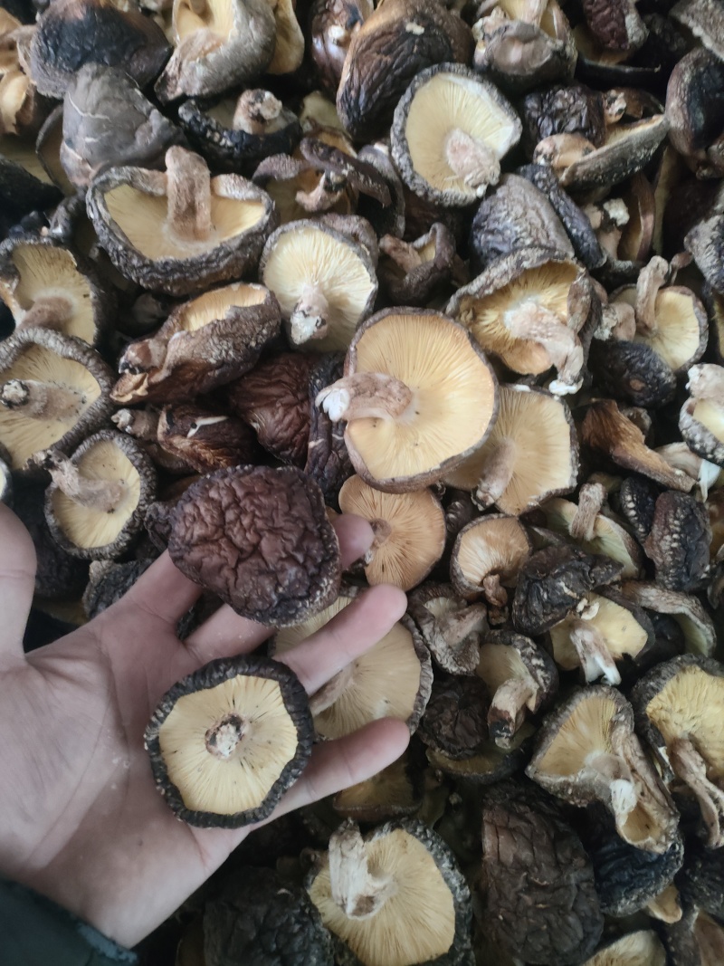 椴木烤干香菇3到6公分
