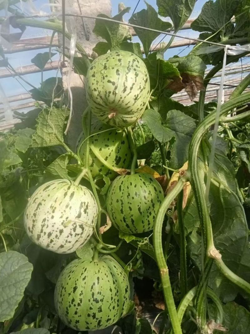 八里香甜瓜苗嫁接甜瓜苗直播甜瓜苗花蜜8号甜瓜苗