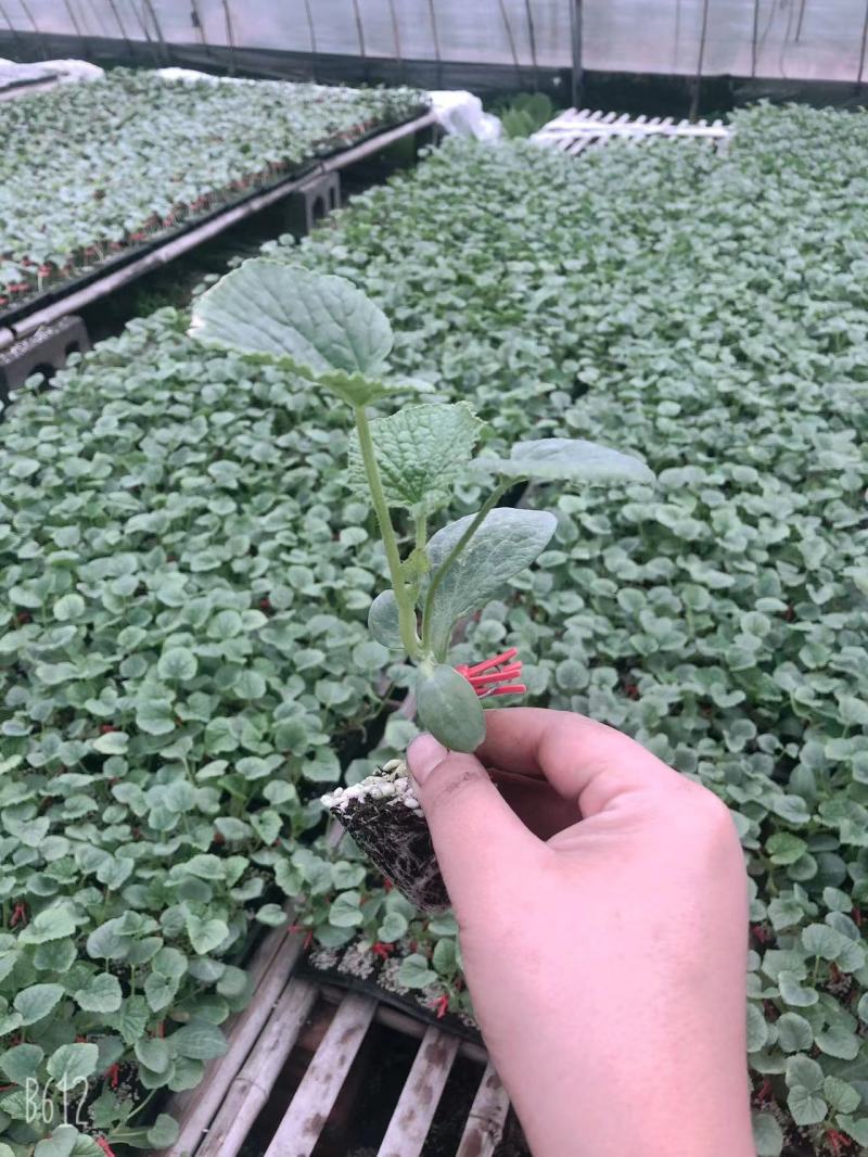 八里香甜瓜苗嫁接甜瓜苗直播甜瓜苗花蜜8号甜瓜苗