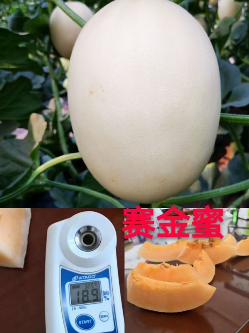 红金蜜甜瓜苗东方蜜甜瓜苗红金蜜苗现货直发