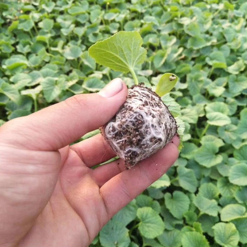 红金蜜甜瓜苗东方蜜甜瓜苗红金蜜苗现货直发