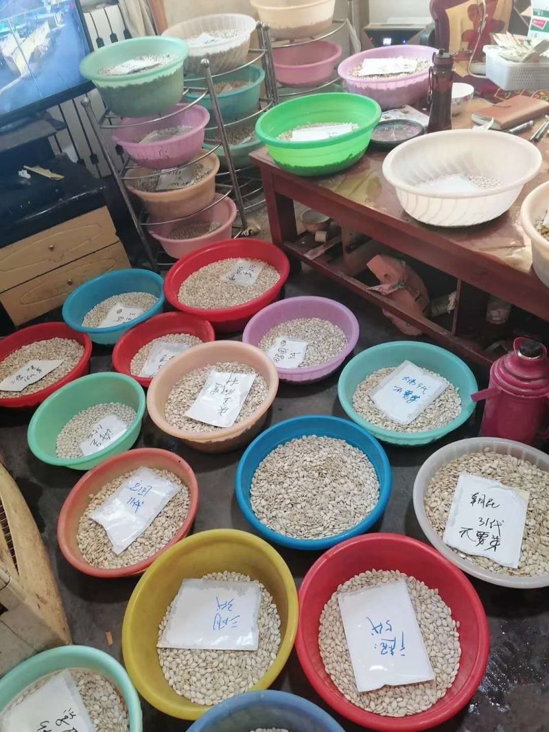 红金蜜甜瓜苗东方蜜甜瓜苗红金蜜苗现货直发