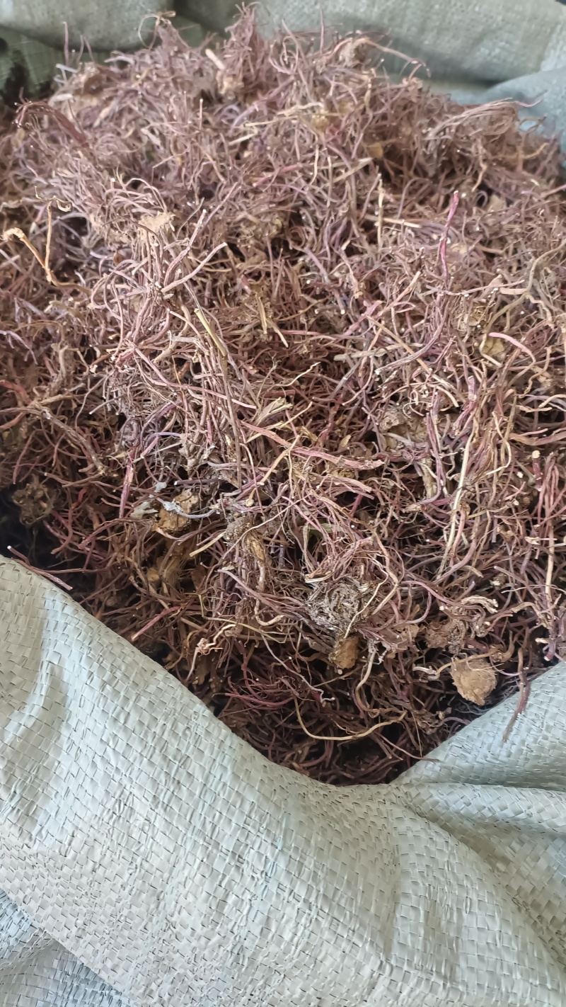紫菀，新货烘干，水洗货，实物拍照，质量保证，支持在钱下单