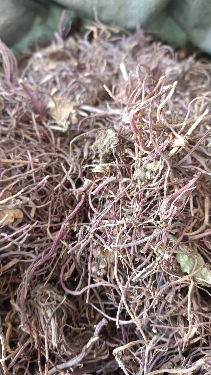 紫菀，新货烘干，水洗货，实物拍照，质量保证，支持在钱下单