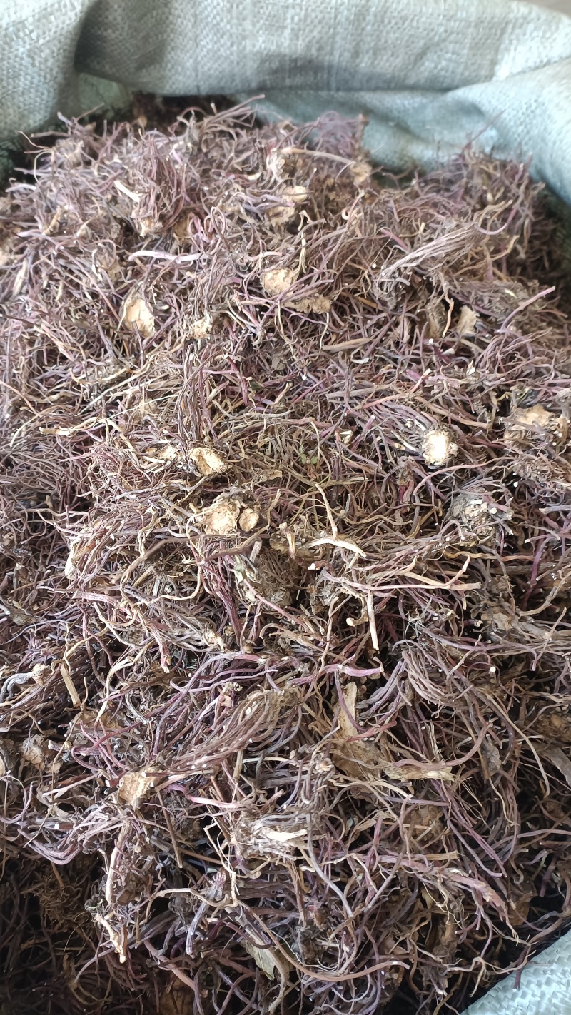 紫菀，新货烘干，水洗货，实物拍照，质量保证，支持在钱下单