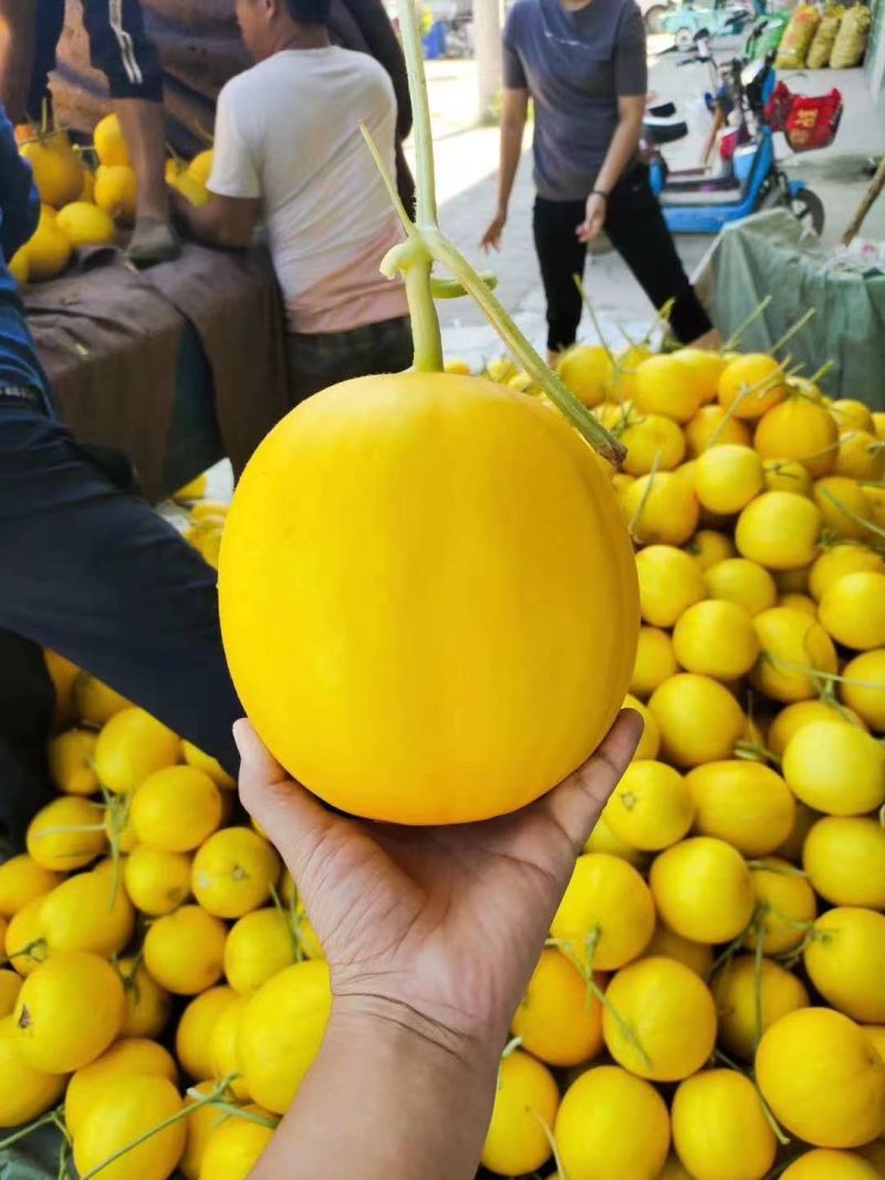 瑞红甜瓜苗黄河蜜甜瓜苗久红瑞甜瓜苗现货直发