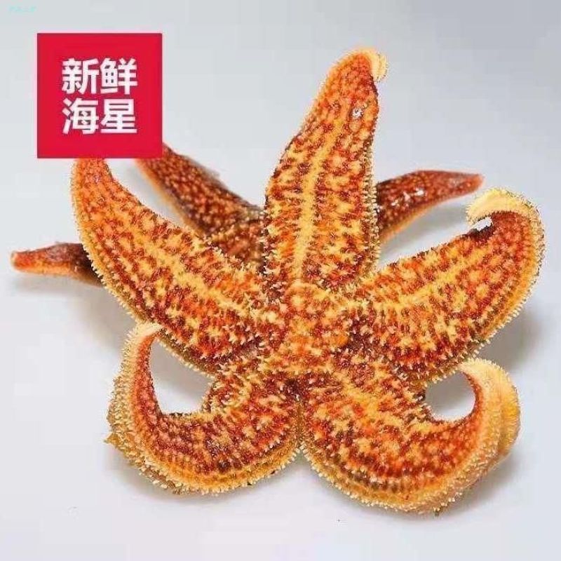 海星泡酒料海星干海盘车海星干货500g煲汤泡酒