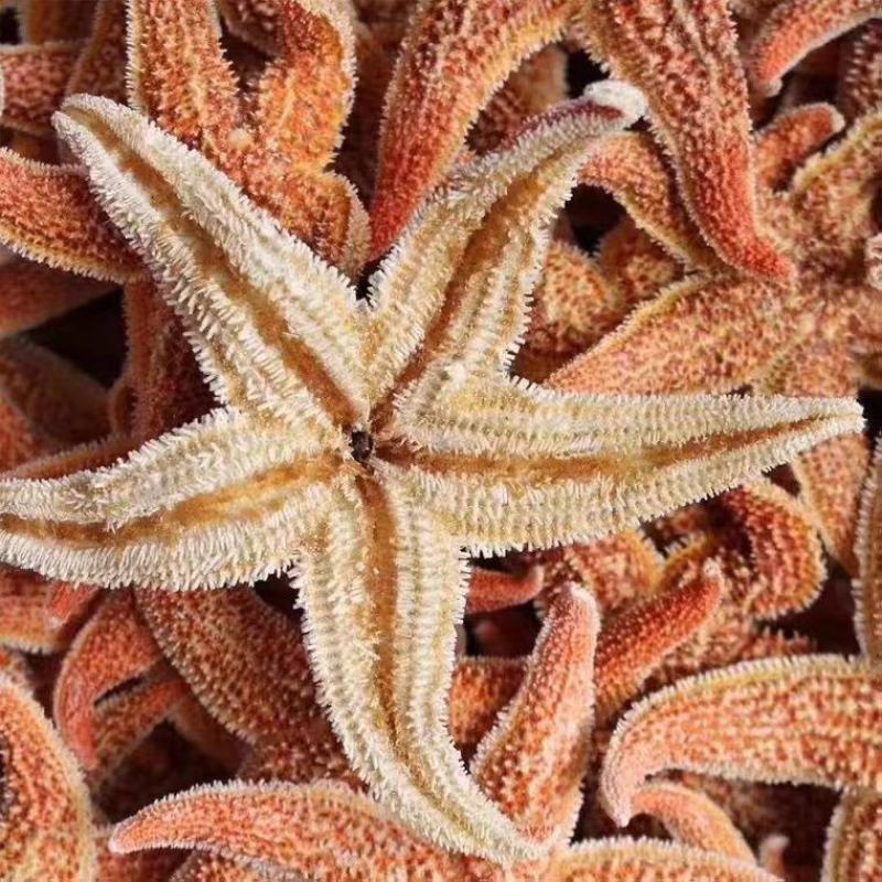 海星泡酒料海星干海盘车海星干货500g煲汤泡酒