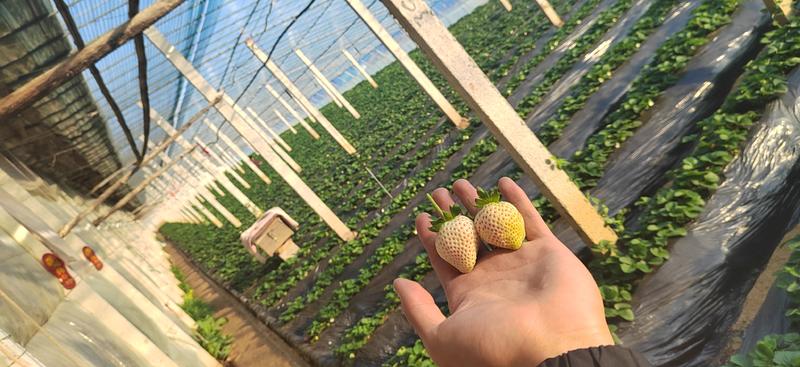 草莓中的香奈儿梦之系山东省平度市白草莓种植基地量大可批发
